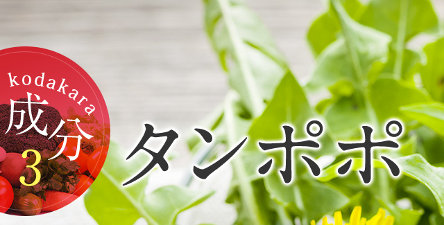 成分3 タンポポ